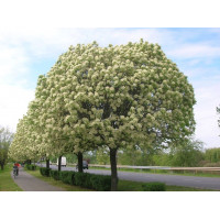 Ясень Белый (60-100 см)