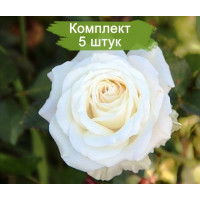 Комплект 5шт  / Роза Венделла(чайно-гибридная)